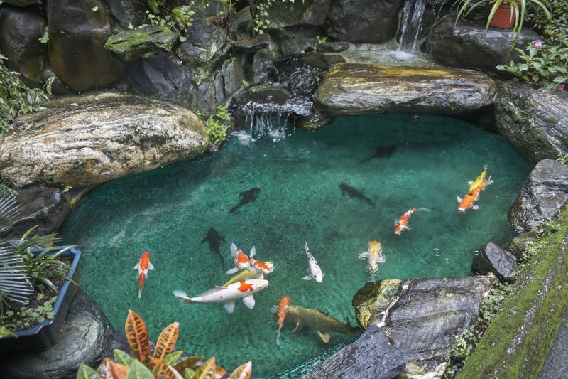 Koi Pond Maintenance in Honolulu, HI