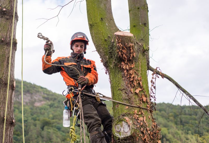 Tree Straightening Service in Reno, NV